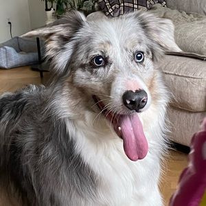 Meet your Posher, Bella